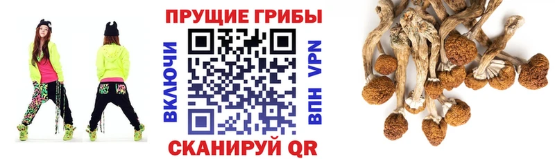 Псилоцибиновые грибы Cubensis  Нижний Тагил 